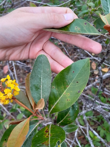 Byrsonima crassifolia - Flowers