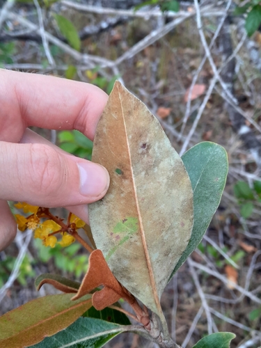 Byrsonima crassifolia - Leaves