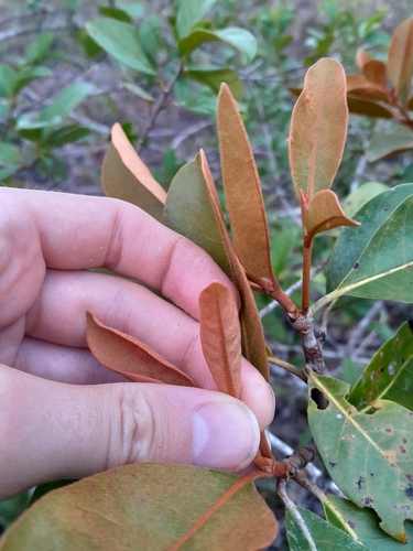 Byrsonima crassifolia - Whole tree