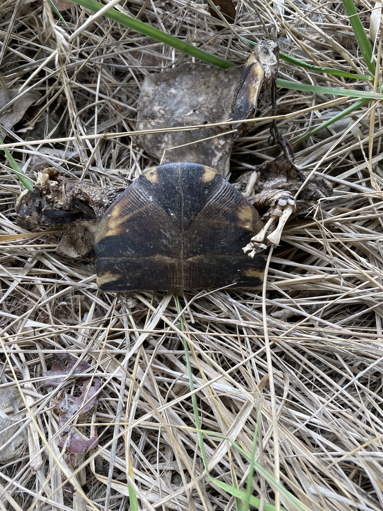 Eastern Box Turtle In October 2023 By Zugz INaturalist   Large 