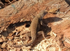Sceloporus nelsoni