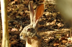Lepus alleni
