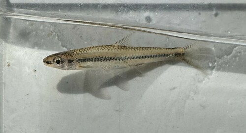Bleekband-shiner (Notropis albizonatus) — Cyprinidae