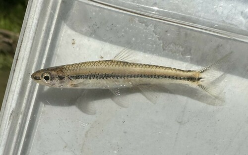 Palezone Shiner