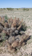 Grusonia kunzei