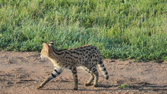 Leptailurus serval