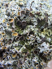 Xanthoriicola physciae