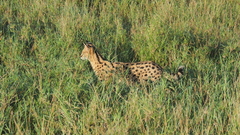 Leptailurus serval
