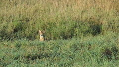 Leptailurus serval