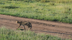 Leptailurus serval