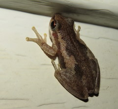 Litoria dentata