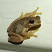 Bleating Tree Frog Complex - Photo (c) Victor W Fazio III, some rights reserved (CC BY-NC-ND), uploaded by Victor W Fazio III