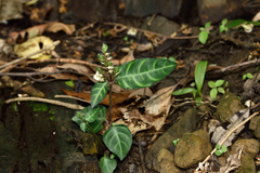 Lepidagathis inaequalis