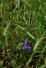 Consolida orientalis