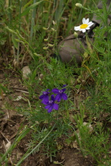 Consolida orientalis