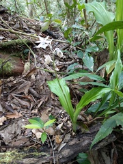 Calanthe arisanensis