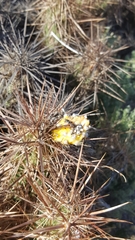Grusonia kunzei