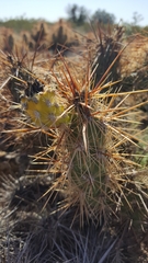 Grusonia kunzei