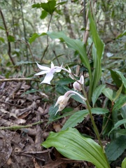 Calanthe arisanensis