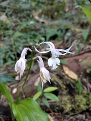 Calanthe arisanensis