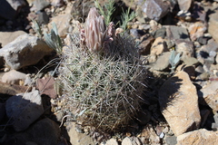 Echinomastus warnockii