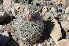 Echinomastus warnockii