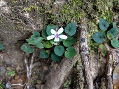 Viola formosana
