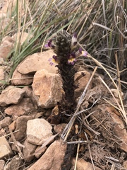 Aphyllon cooperi palmeri
