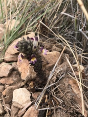 Aphyllon cooperi palmeri