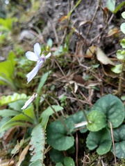 Viola formosana