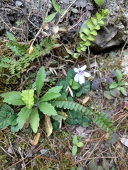 Viola formosana