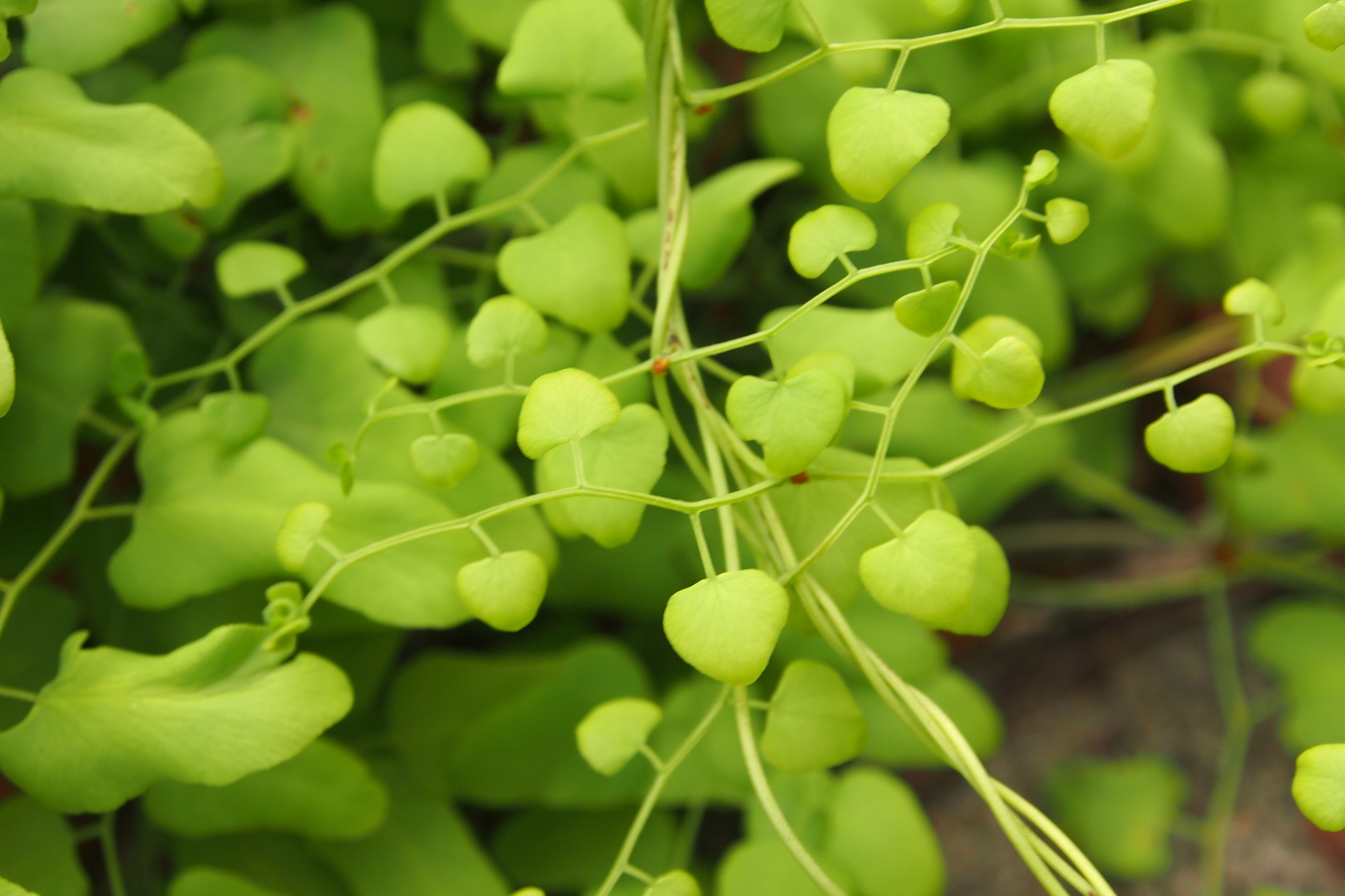 Lygodium scandens