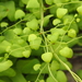 Climbing Maidenhair Fern - Photo (c) Sunnetchan, some rights reserved (CC BY-NC-ND), uploaded by Sunnetchan