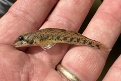 Blueside Darter photo 4