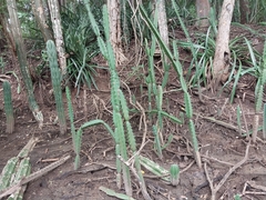 Acanthocereus tetragonus image