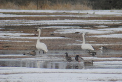 Cygnus columbianus columbianus