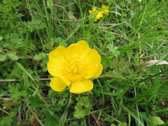 Ranunculus macranthus