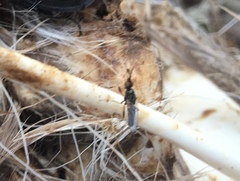 Prochyliza xanthostoma