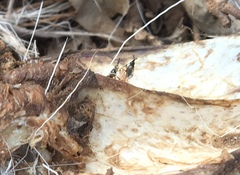 Prochyliza xanthostoma