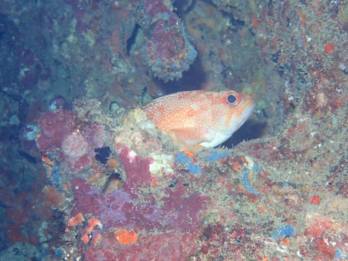 Trachypoma macracanthus