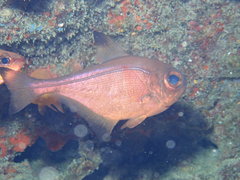 Pempheris analis