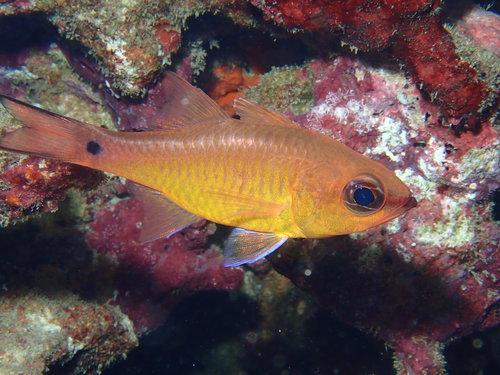 Ostorhinchus flavus