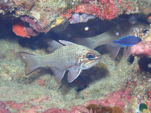 Ostorhinchus norfolcensis