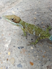 Tequendama Anole photo 4