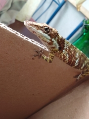 Tequendama Anole photo 3