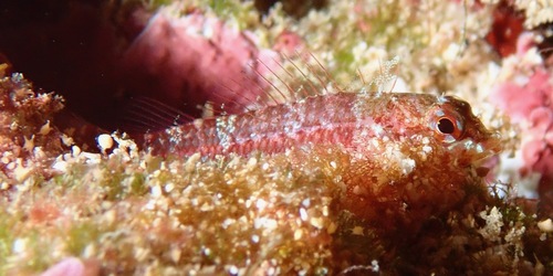 Enneapterygius howensis