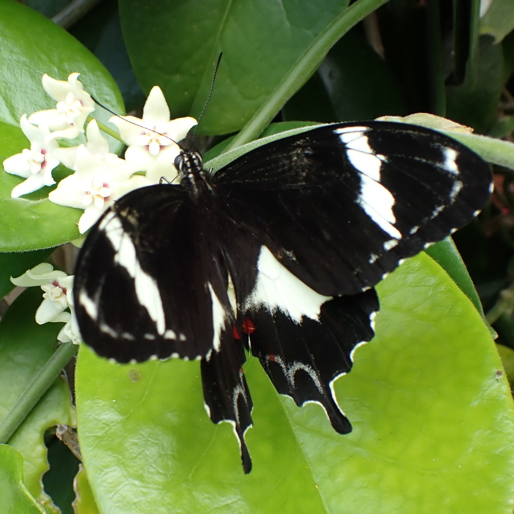 Norfolk Swallowtail
