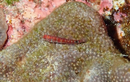 Eviota hoesei