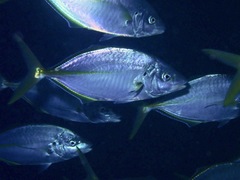 Pseudocaranx dentex