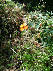 Papaver heterophyllum